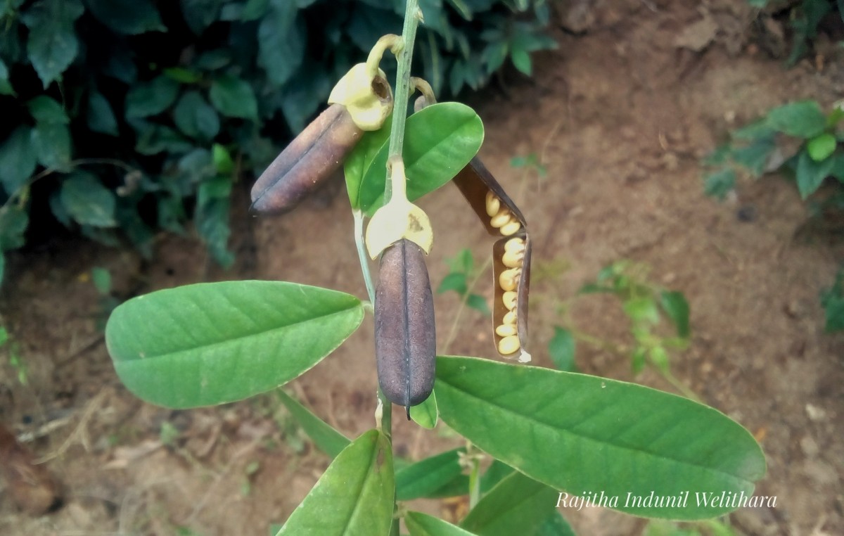 Crotalaria retusa L.